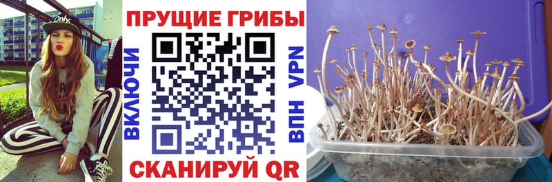 купить   Бирюсинск  Галлюциногенные грибы мухоморы 